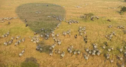 Zebra and Wildebeest on the Serengeti Plains
