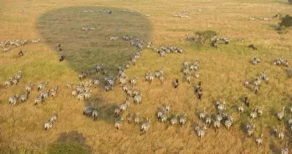 Zebra and Wildebeest on the Serengeti Plains