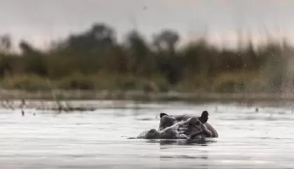 14 Day South Africa - Botswana