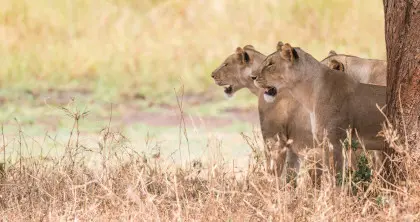 14 Day South Africa Tour