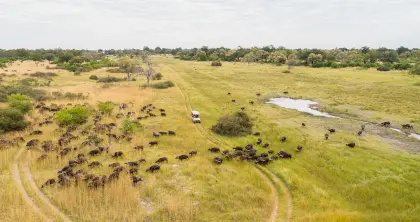 Buffalo from the air, near Xaxanaka