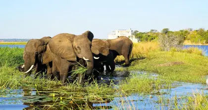 Elephants Chobe River