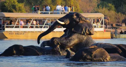 Chobe River boat cruise