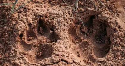 5 Day Animal Tracking Walking Safari