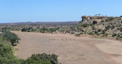 Elephants in the dry river bed at Mashatu Game Reserve