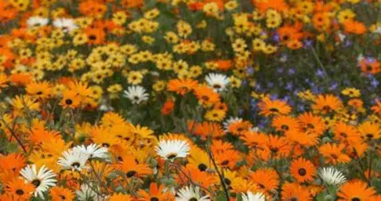 Wild Flowers of Namaqualand 