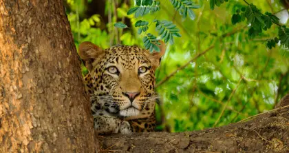 5 Day Zambia Safari includes Victoria Falls