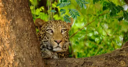 5 Day Zambia Safari includes Victoria Falls