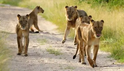 Pride of lions, Greater Kruger Park