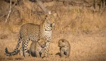 In 7 days of luxury, we experience Cape Town and a premier safari experience at Londolozi in the Sabie Sands Game Reserve