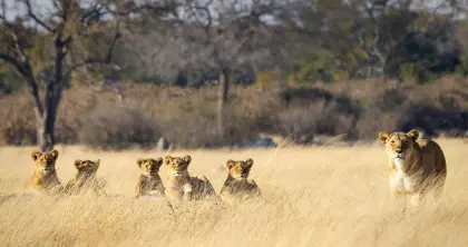 Game Drive at Hwange National Park