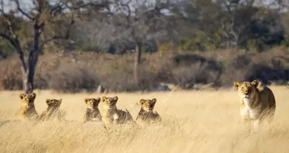 Game Drive at Hwange National Park
