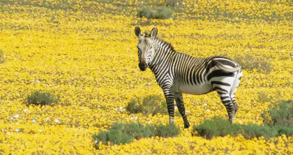 Zebra in the Bushman's Kloof Wilderness Reserve