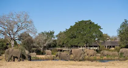 Elephants in front of SabiSabi Bush Lodge