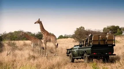 Giraffe seen on safari at Phinda Game Reserve, South Africa