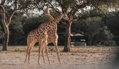 8 Day Victoria Falls and Hwange Honeymoon