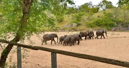 Elephants in the Kruger