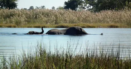 Elephants at Mana Pools