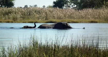 Elephants at Mana Pools