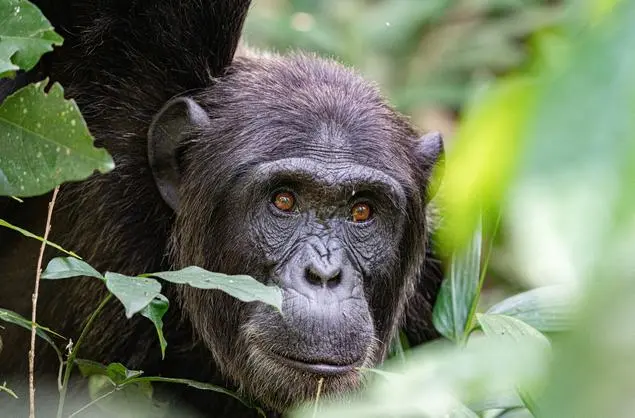 Chimpanzee seen in the wild, Rwanda