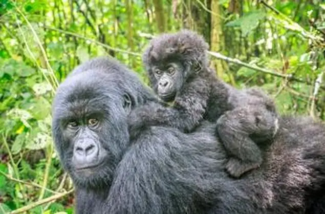 Rwanda's beautiful rainforests are home to many primates