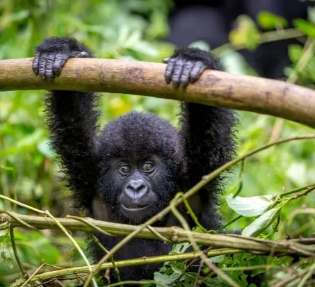 3-Day Gorilla Trekking Safari – An Unforgettable Primate Adventure