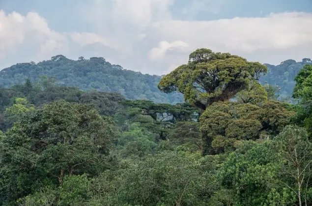 9 Day Rwanda Safari & Primate Trekking