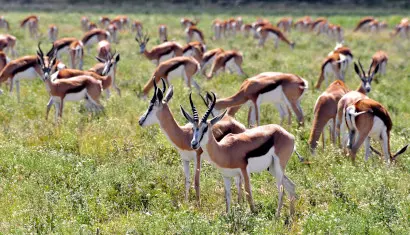 The Kalahari