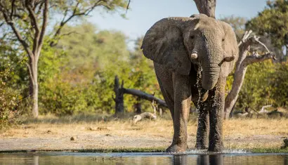 Elephant drinking in the Khwai River