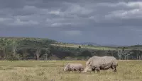 Join us on the 6 Day Luxury Safari to two of Kenya's best destinations - Lake Naivasha and the Masia Mara.