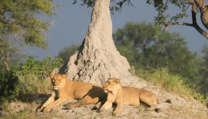 Caprivi Strip