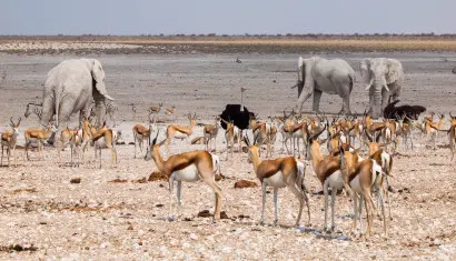 Etosha National Park