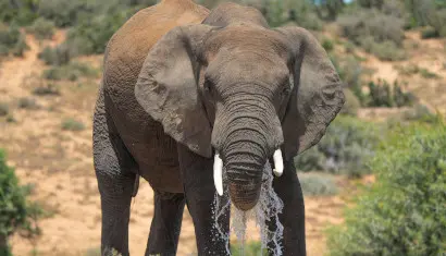 Addo National Park