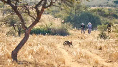 An aardvark crossing a sandy Kalahari track