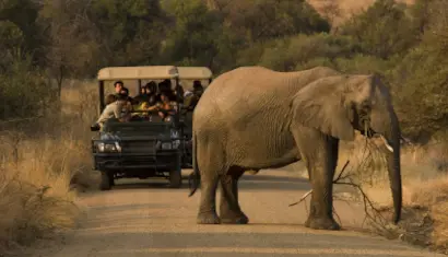 Game Drive, Kruger Park