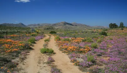 The wildflowers of Namaqualand