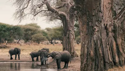 Tarangire National Park