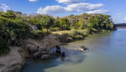 Elephants on the Save River