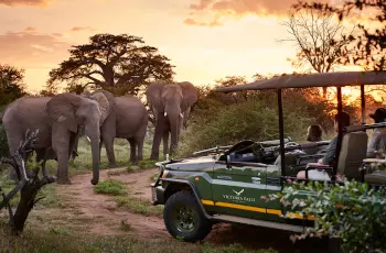 Game drives from Victoria Falls River Lodge