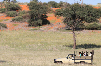 Camelthorn Kalahari Lodge, Game Drive