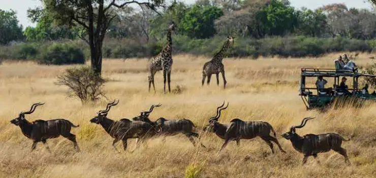 Game drive in the Bwabwata National Park, Namibia