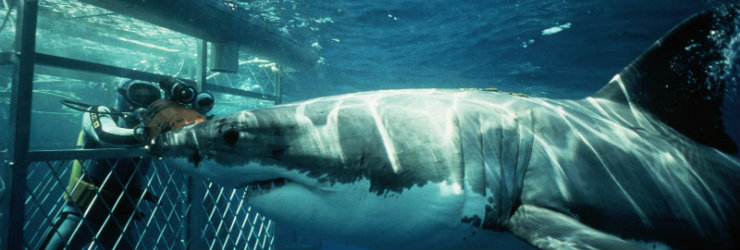 Shark Cage Diving, Gaansbaai, South Africa