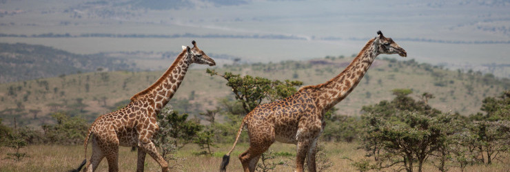 Game Viewing in the Serengeti National Park, Tanzania
