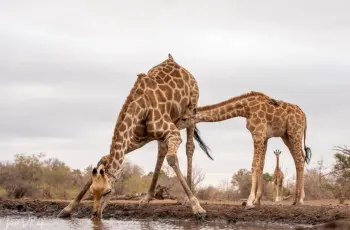 Giraffe drinking at a waterhole, Mashatu Game Reserve