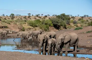 Elephants drinking at a waterhole, Mashatu, Botswana