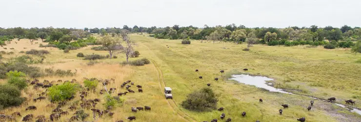 Buffalo from the air, near Camp Xaxanaka