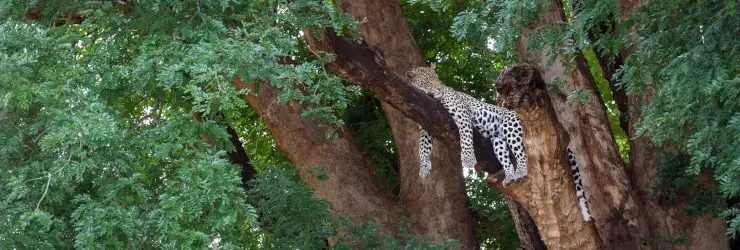 A leopard resting the heat of the day in a Nyala tree