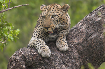 Leopard are just some of the special wildlife species that occur here