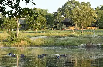 Hippos in front of the lodge, Jaci's Sabi House