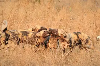 Wild dogs close to camp,  Jaci's Sabi House